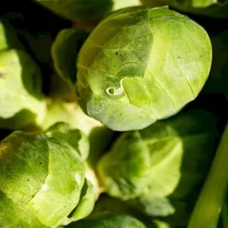 Brussels Sprouts
